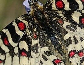 Papilionidae- Parnassiinae Zerynthiini Zerynthia rumina-Gagnières, DSC_0003AA