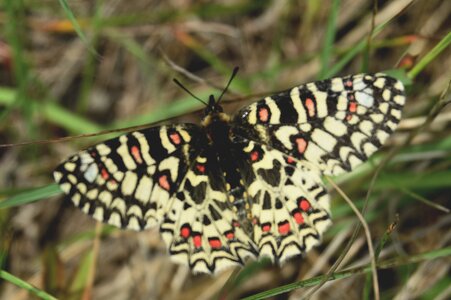 Papilionidae- Parnassiinae Zerynthiini Zerynthia rumina-Gagnières, DSC_0010  2  -A