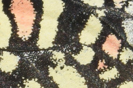Papilionidae- Parnassiinae Zerynthiini Zerynthia rumina-Gagnières, DSC_0043
