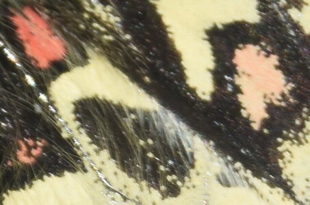 Papilionidae- Parnassiinae Zerynthiini Zerynthia rumina-Gagnières, DSC_0046