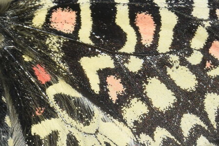Papilionidae- Parnassiinae Zerynthiini Zerynthia rumina-Gagnières, DSC_0047