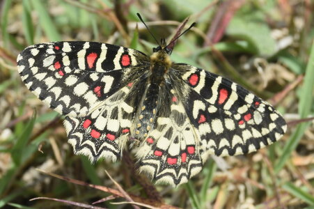 Papilionidae- Parnassiinae Zerynthiini Zerynthia rumina-Gagnières, DSC_0085  2 