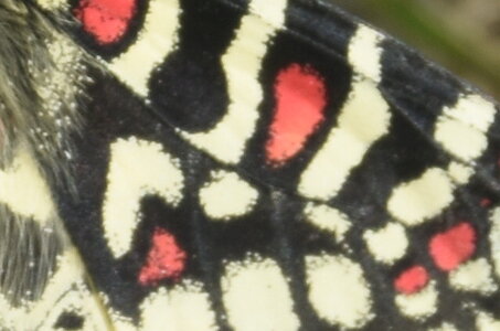 Papilionidae- Parnassiinae Zerynthiini Zerynthia rumina-Gagnières, DSC_0087  2 