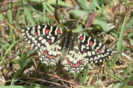 Papilionidae- Parnassiinae Zerynthiini Zerynthia rumina-Gagnières, DSC_0096